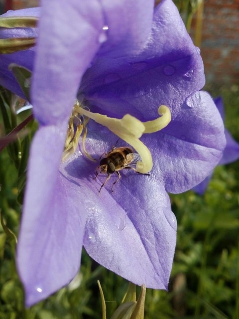 bee