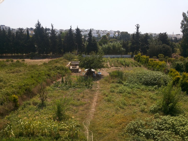 Field