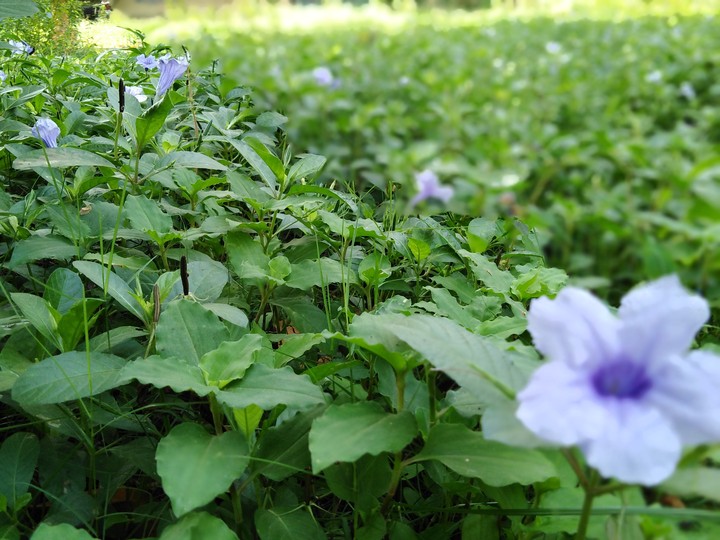 #flowers#green photos