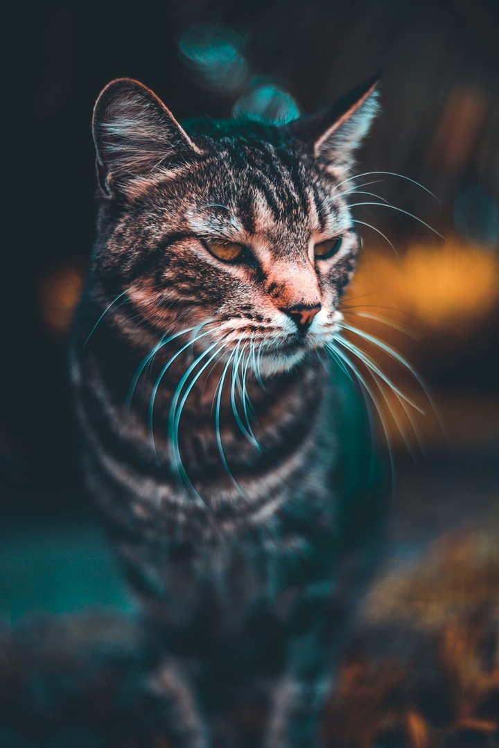 cat