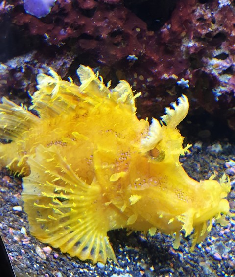 yellow Mirrorfish