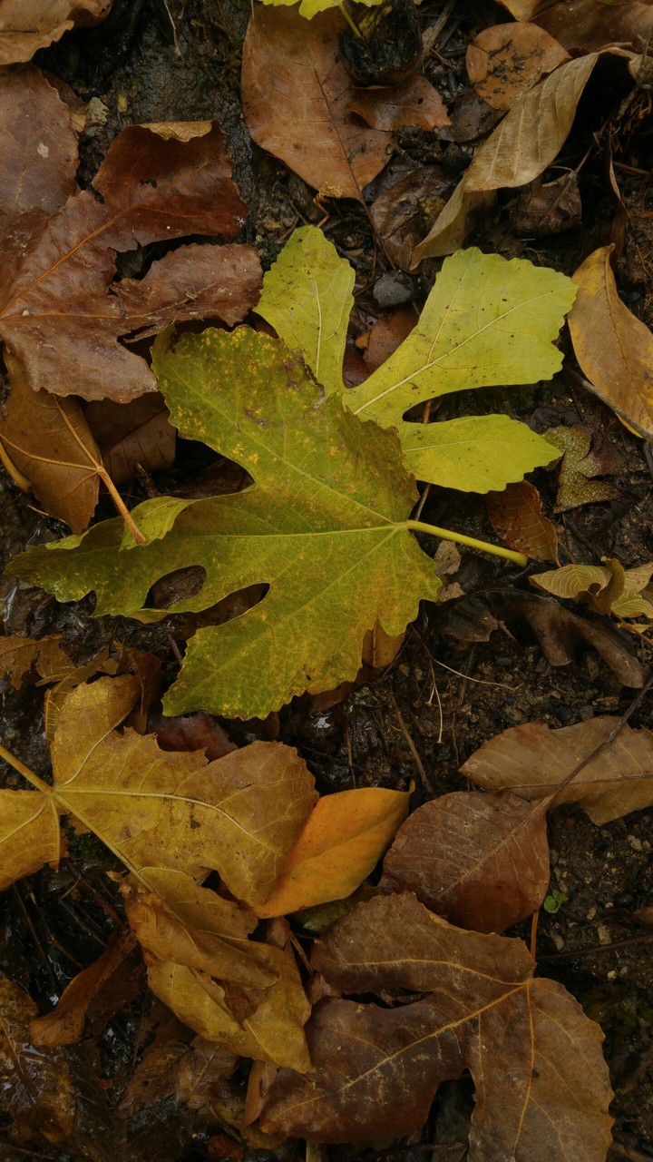 fall