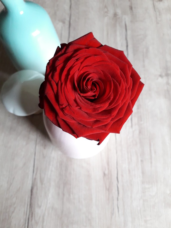 rose