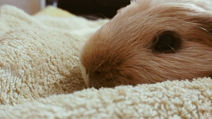 guinea_pig