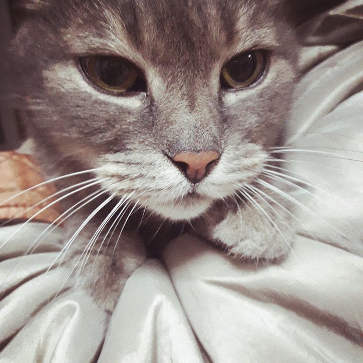 Кося