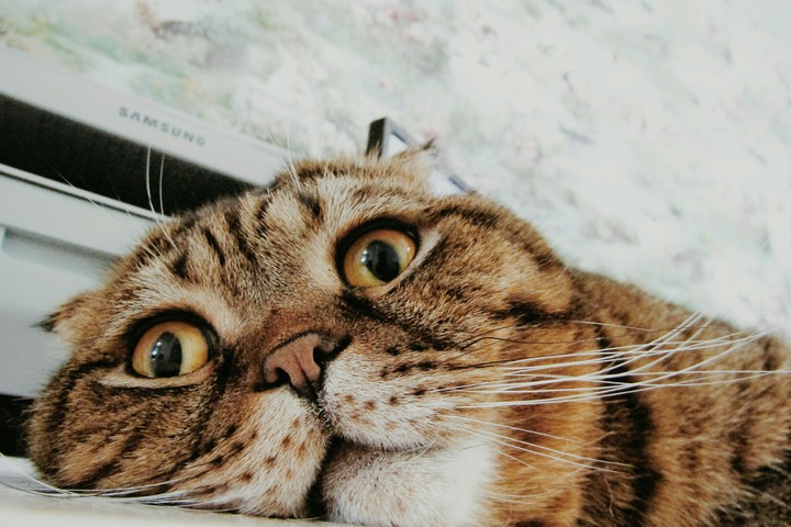 Кот
