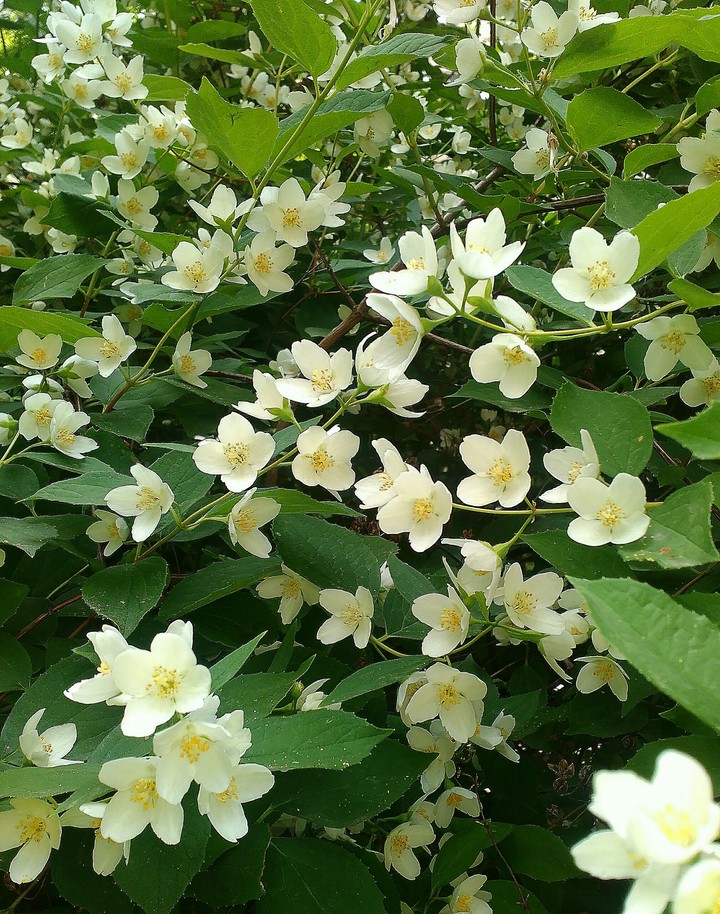Philadelphus coronarius