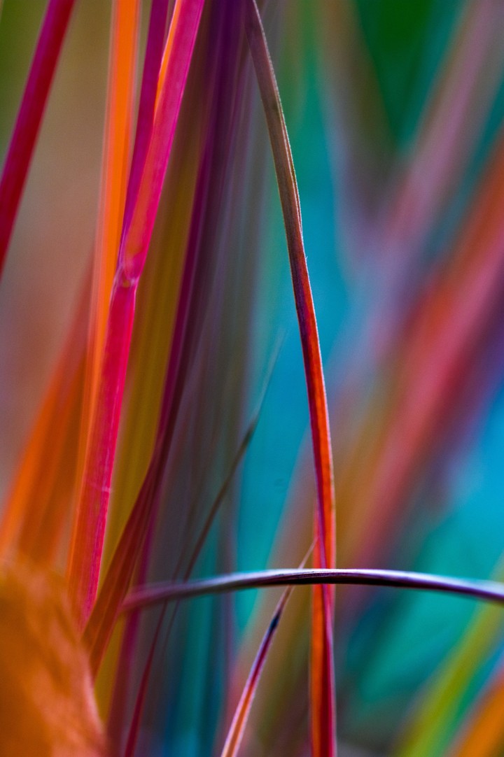 Bokeh