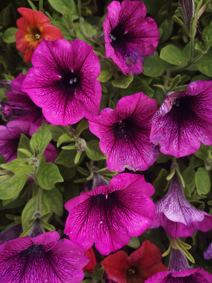 flowers
