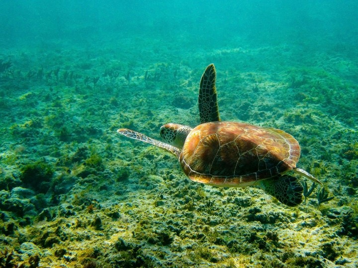 Turtle.