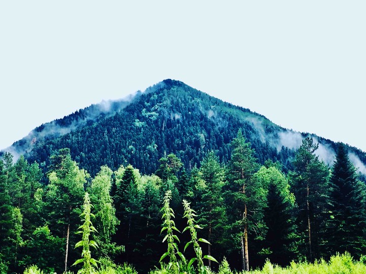 лес