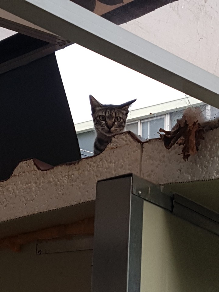 냥?