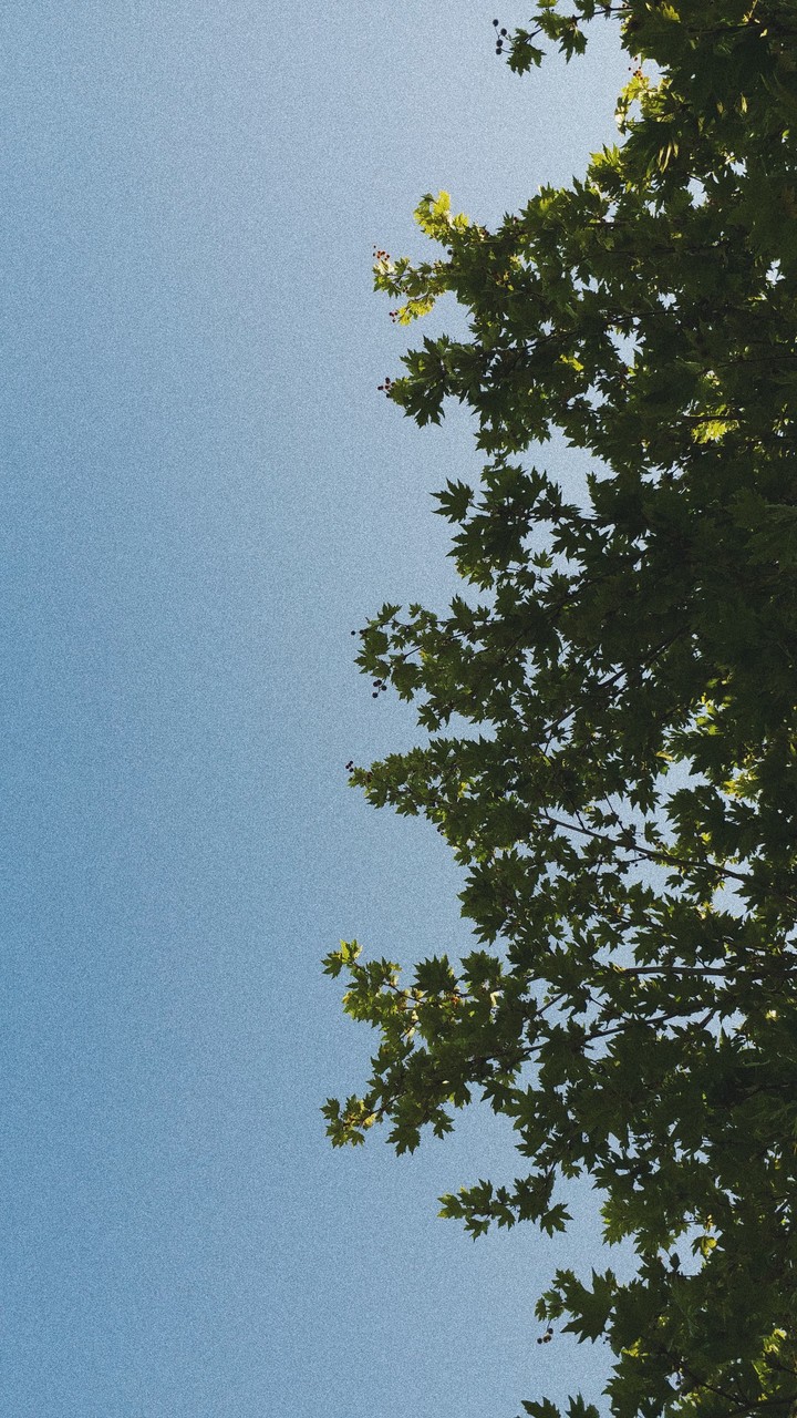 sky & tree