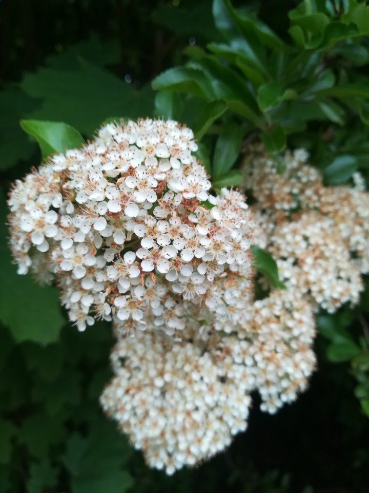 white flowers