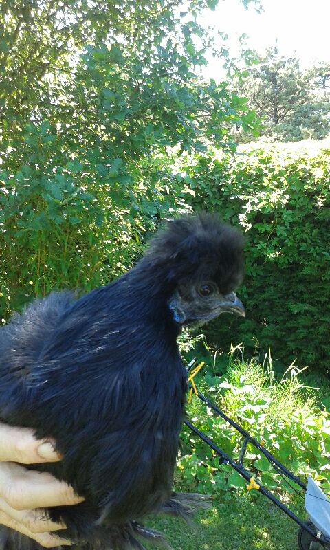poulette