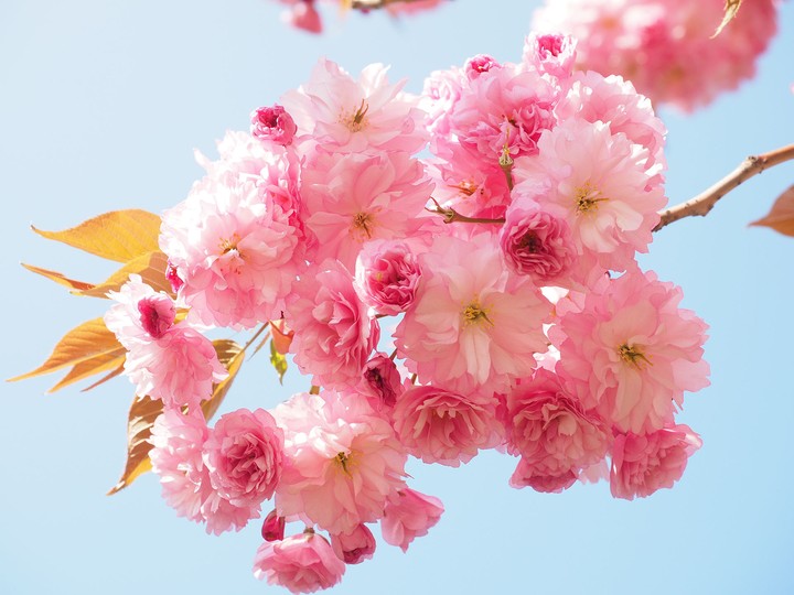 aa