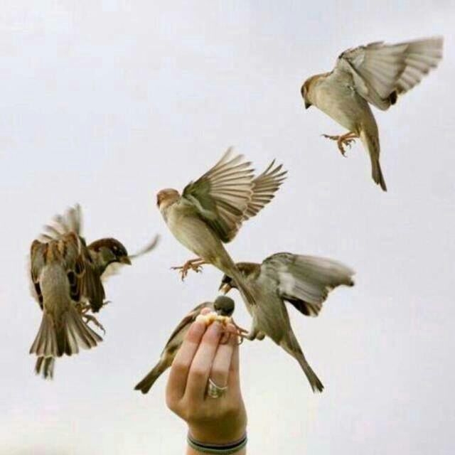 bird enjoy