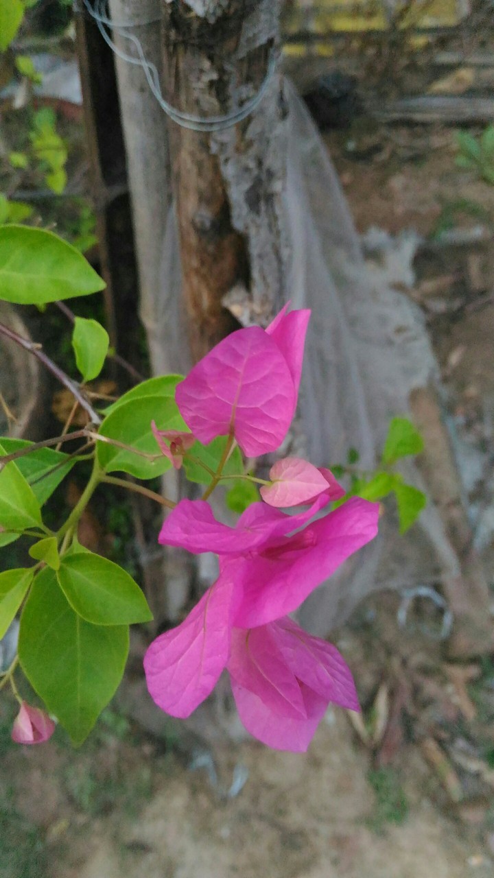 paper flower