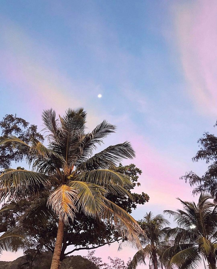 palm sky