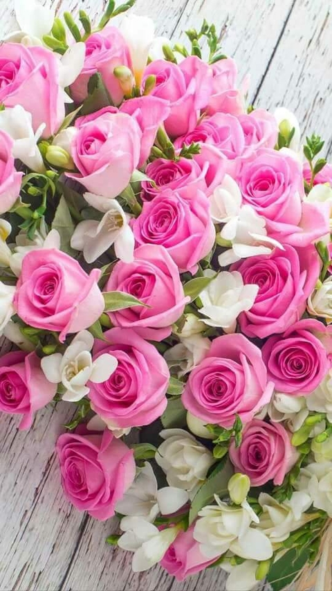 Nice roses
