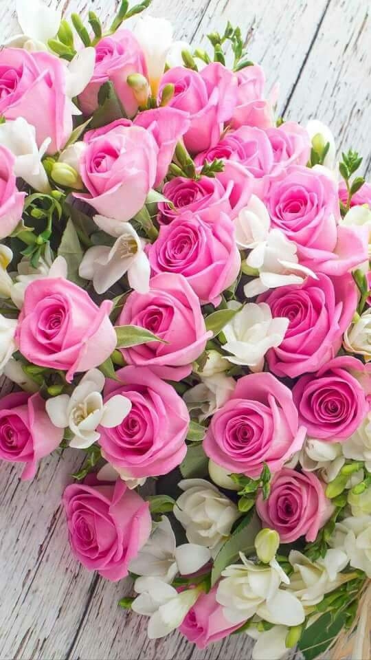 Nice roses