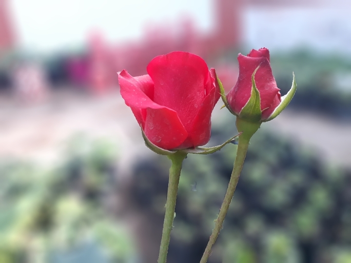 Love flower
