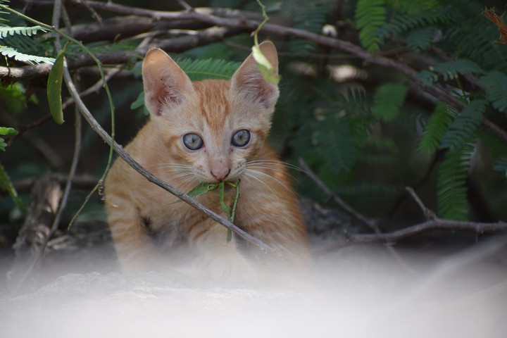 Cat