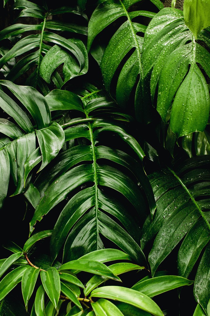 Nature