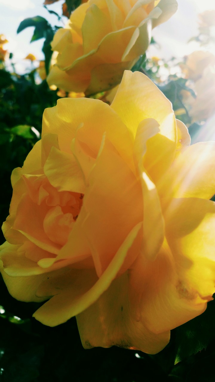 flower