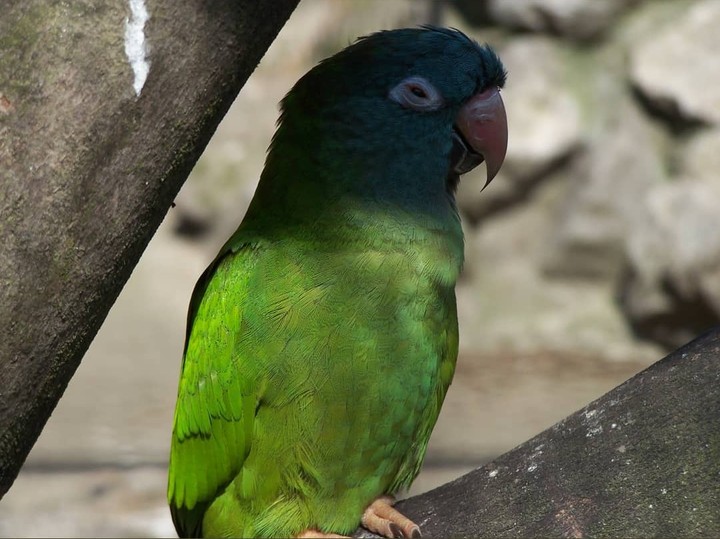 zoo de Lille