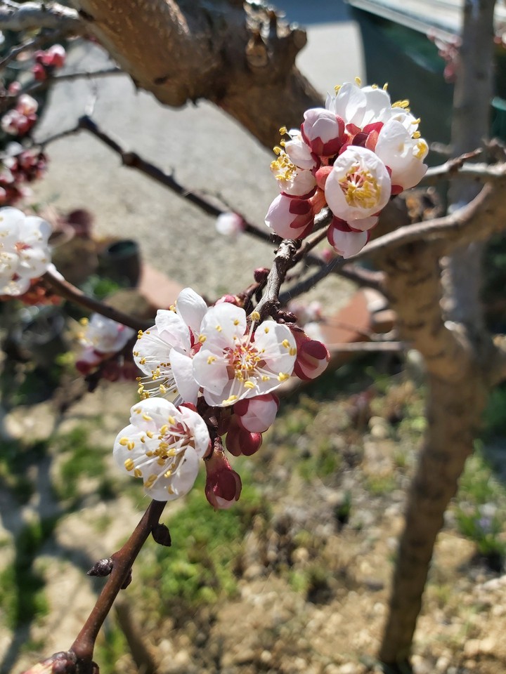 pesco in fiore