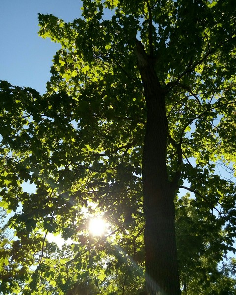 Tree and sun.