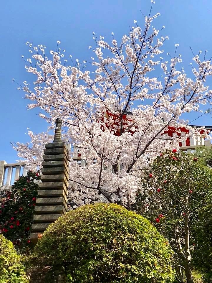 Sakura #japan