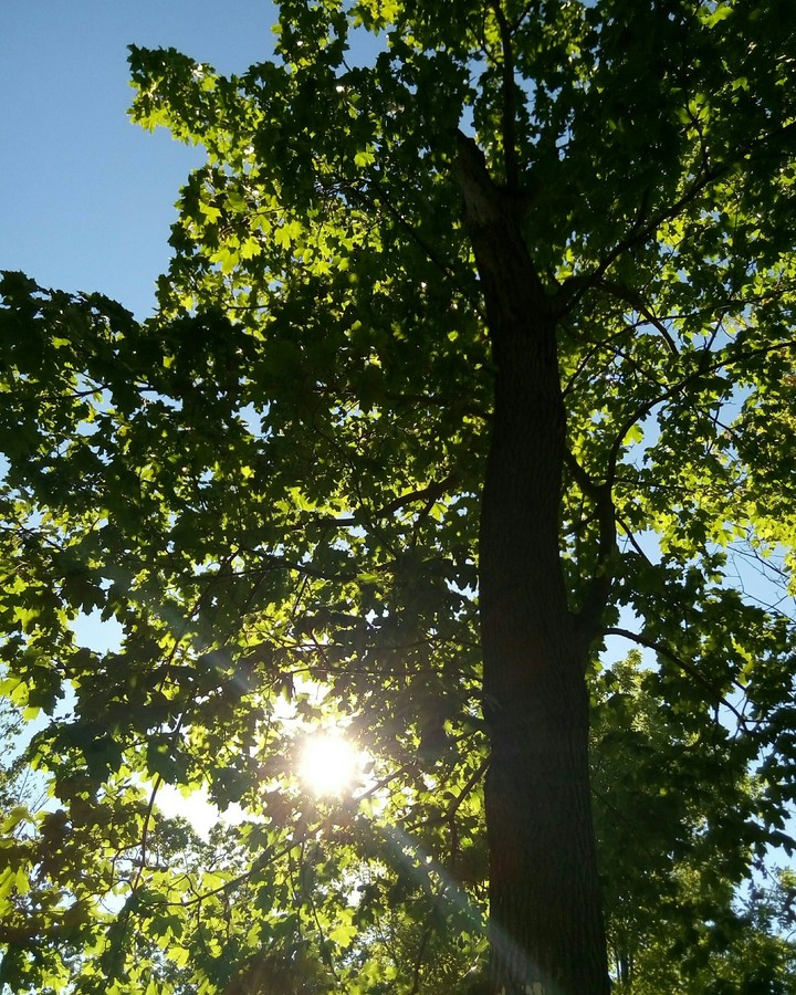 Tree and sun.