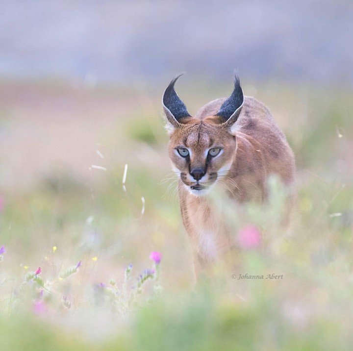 caracal caracal