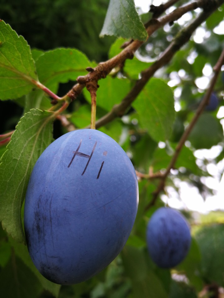 fruit