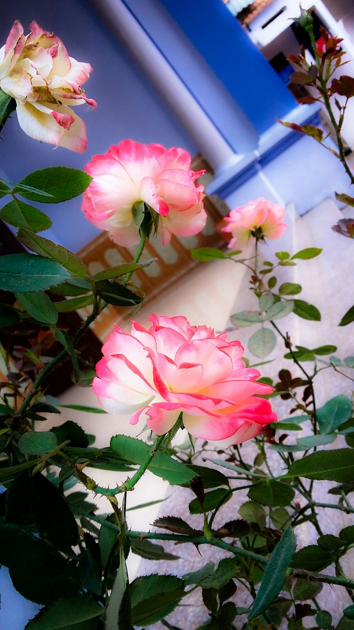 rose