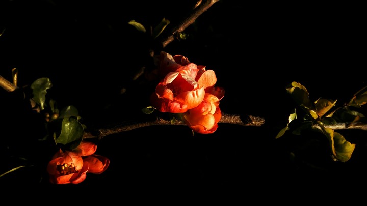 shrub·