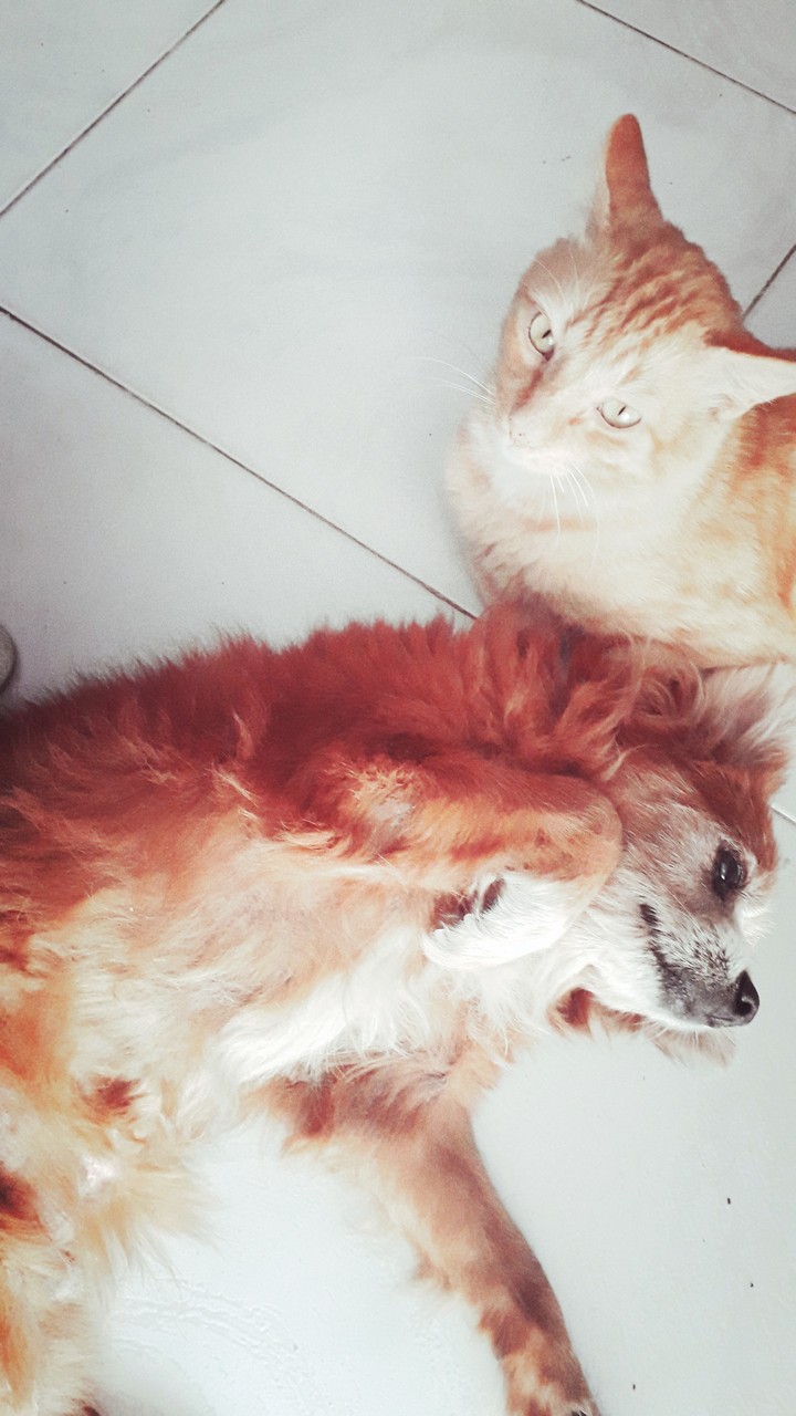 Tupã e Gato1