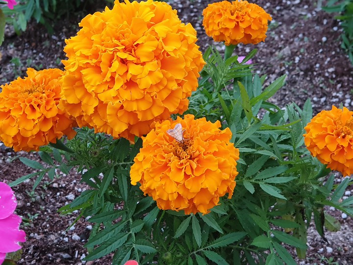 flowers