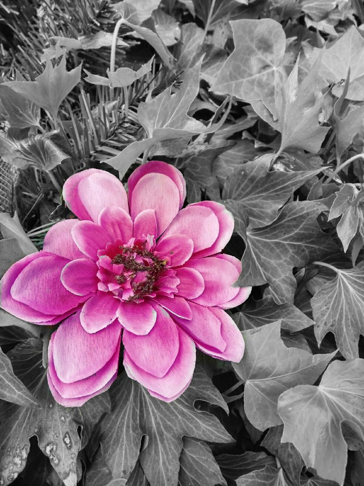 funeralflower