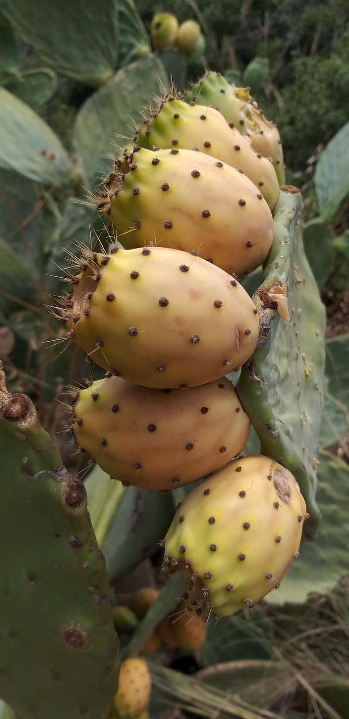 cactus