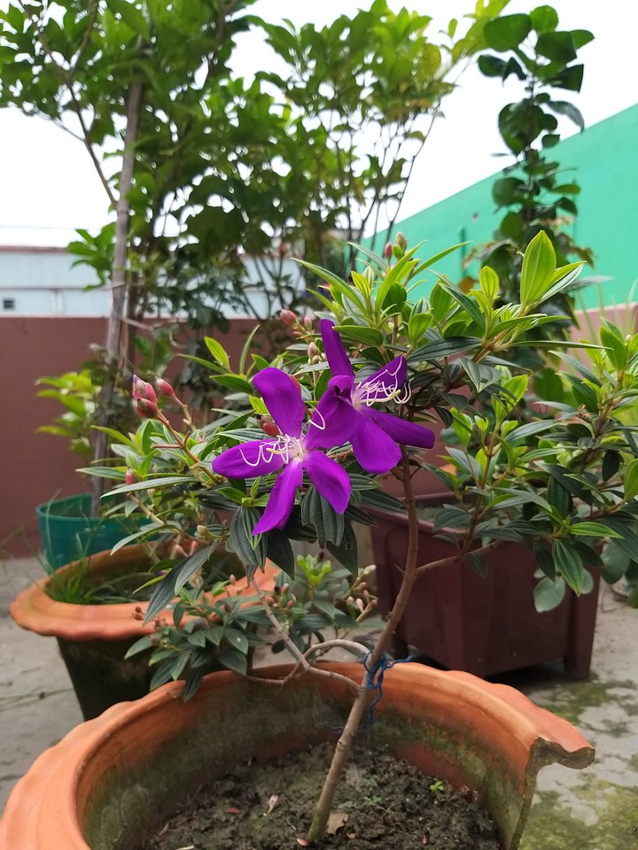 purple flowers