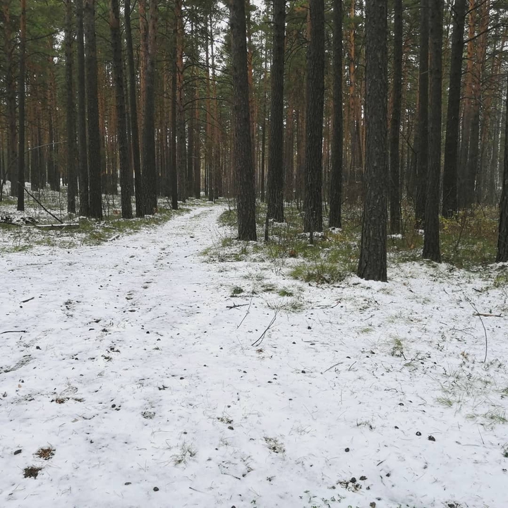 зима в лесу