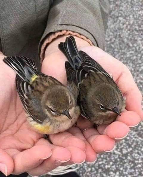 Para todos vocês meus amores bjs.