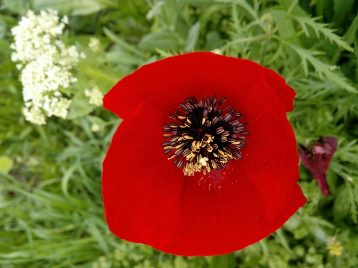 flowers