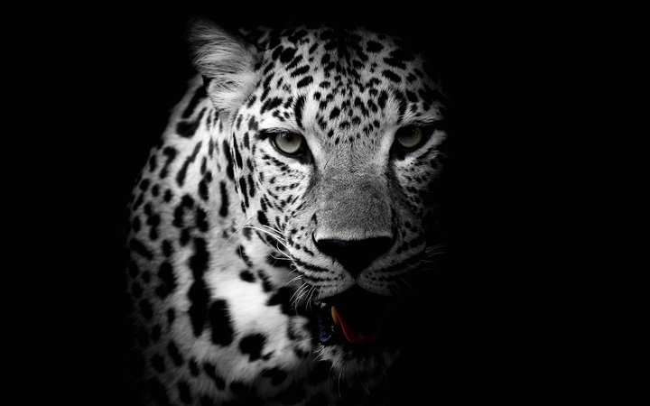 leopard