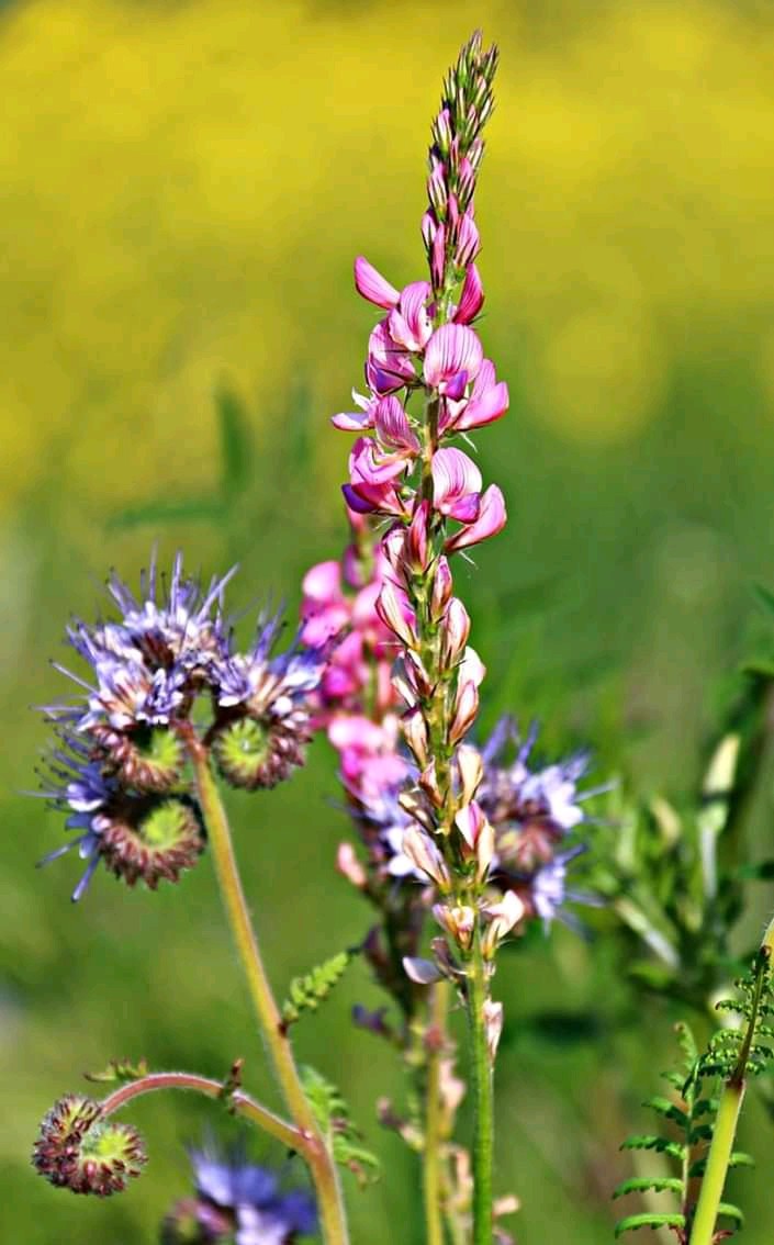 wild flowers