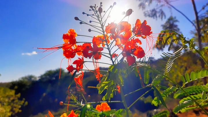 Flores