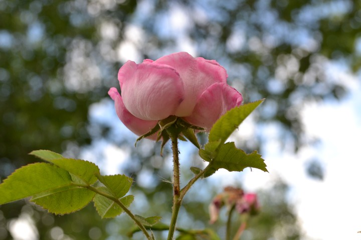 rose